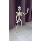 Скелет человека 40см