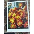 Открытка Георгины Германия