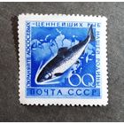 Марка СССР 1960 год Рыба