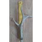 Рог косули большой, рожки, для  интерьера или творчества.