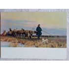 1956. Свешников. Переход на новые пастбища