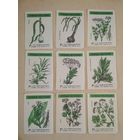 Спичечные этикетки ф.Пролетарское знамя. Пряные растения