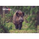 Планета Беларусь 2022 открытка фауна кабан в Молодечненском районе