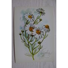 Куртенко А., Поздравляю! 1974, чистая (ромашки).