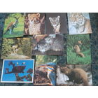 Открытки животные 10 штук.  За все.  (К12)