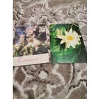 Открытки цветы