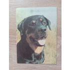 Календарик 1993