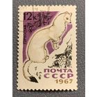 СССР 1967. Фауна. Горностай
