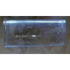 Насекомые и их знакомые