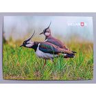 Серия "Планета Беларусь ". Чибисы. Птицы. Фауна.  Открытка, глянец