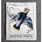 Марка Венгрия 1985 год Птица