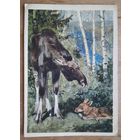 Никольский Г. Лоси. 1961 г. Подписана..