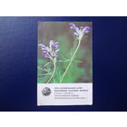 Календарик 1981 г.  Охраняемое растение ЛатвССР. Змееголовник Рюйша.