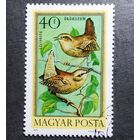 Марка Венгрия 1973 год Птицы