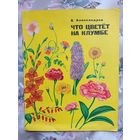 Книга-раскраска Что цветет на клумбе .1978г.