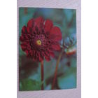 Матанов Н., Георгина "Ротбаль", 1982, чистая.