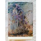 1953. Титов. Глицинии в цвету