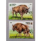 Европейские зубры. Полная серия. Беларусь, 2024