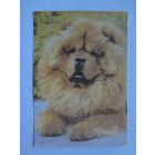 Календарик 1996 г. Чау-чау.