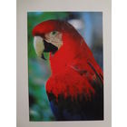 Календарик 1998 г. Попугай.