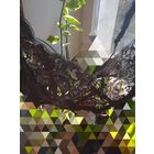 Бюстгальтер.   р. 80 - А