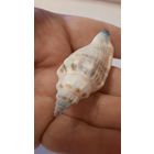 Ракушка маленькая (по одной штуке)