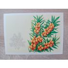 Куртенко 1980 чтстаян