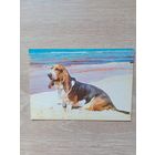 Календарик 1991