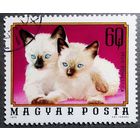Марка Венгрия 1974 год Котята