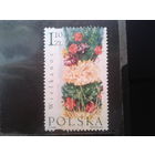 Польша 2002, Цветы