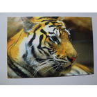 Календарик 1998 г. Тигр.