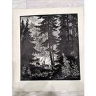 Линогравюра ,, Беловежская пушча" , Садин В. С.