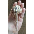 Ракушка Murex haustellum 13 см.