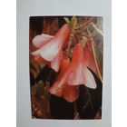 Календарик 1998 г. Еженедельная газета. Экспресс реклама. Лилия.