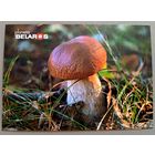 Серия "Планета Беларусь", Боровик. Открытка, глянец