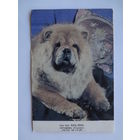 Календарик 1995 г.  Чау-чау.