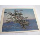 Открытка 1985г. А. Иванов. Ветка.