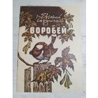 Чарушин. 1982