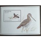 1996 Птицы водоемов Беларусь