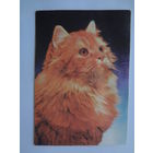 Календарик 1997 г. Рыжий кот.