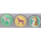 Породы собак:пойнтер, немецкая короткошерстная легавая, шотландская овчарка (колли).