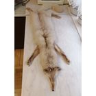 Шкурка, мех Писец (?)