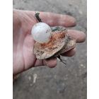 Лот по вермахту.