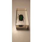 Жук бронзовка в эпоксидке