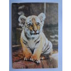 Календарик 1997 г. Тигренок.