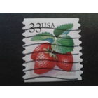 США 1999 стандарт, клубника