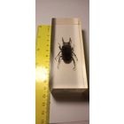 Жук Олень в эпоксидке