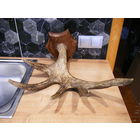 Большой Рог Лося. На Толстом, крепком и надёжном медальоне из Красного Дерева. Можно использовать как вешалку.