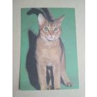 Карманный календарик.Кошки.1995 год