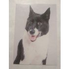 Карманный календарик. Собака.1994 год